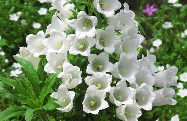 重瓣风铃草怎么爆盆,风铃草开完花后第二年还能开花吗