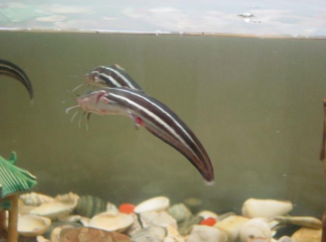 海钓注意有毒鱼种,海钓七种危险鱼类