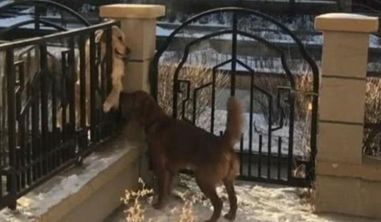 男子发现邻居阳台上有狗后续,男子发现邻居家不对劲