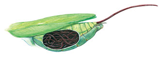 恐怖的寄生虫之——螳螂杀手铁线虫，铁线虫到底多可怕？