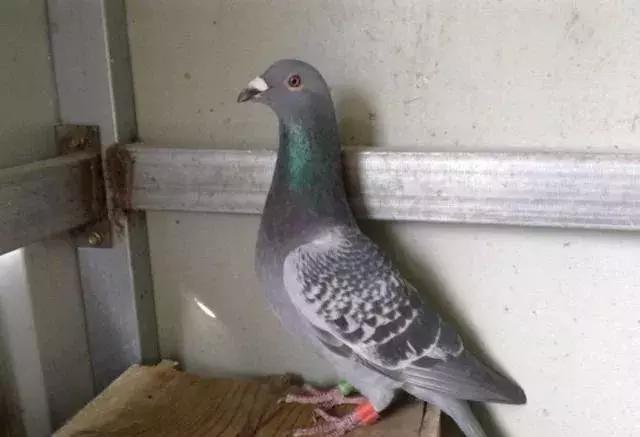 鸽子消瘦的原因,鸽子消瘦是什么病用什么药