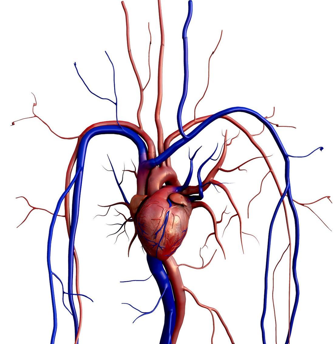 高压130低压100怎样快速降下来,高压130低压100正常吗但没症状