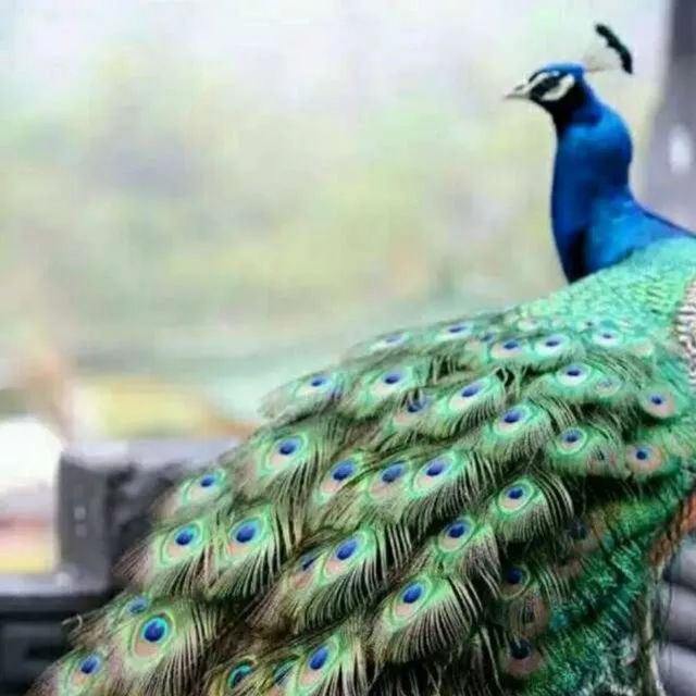 吃鸡要注意哪些东西的安全,吃鸡的忌口