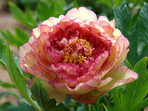 牡丹，熟悉而陌生——“花王”的前世今生，带你重新认识牡丹