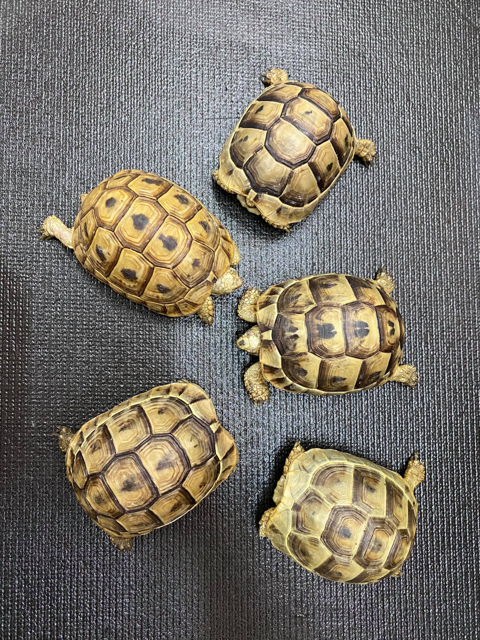 欧洲陆龟排酸吗,欧洲陆龟的图片