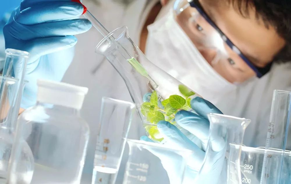 1996年莽山烙铁头蛇,莽山烙铁头被盗事件