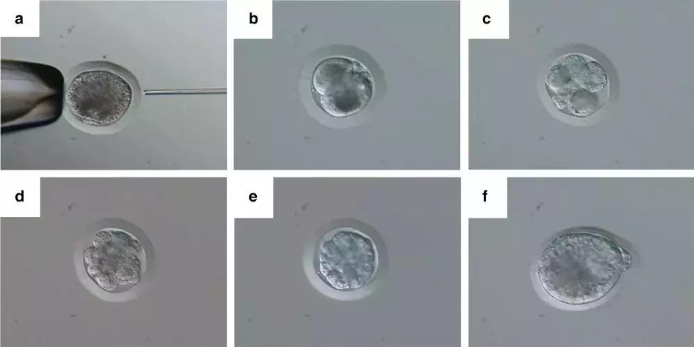 当世界剩下两只猫,当世界只剩两个人