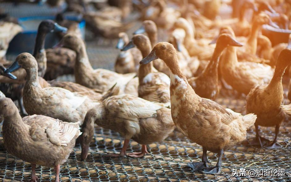 这才是农村最有前景的养殖项目,在农村养殖这四种动物不愁没销路