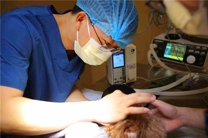 狗狗感染布鲁氏杆菌有啥症状,狗狗如何知道有布鲁氏杆菌