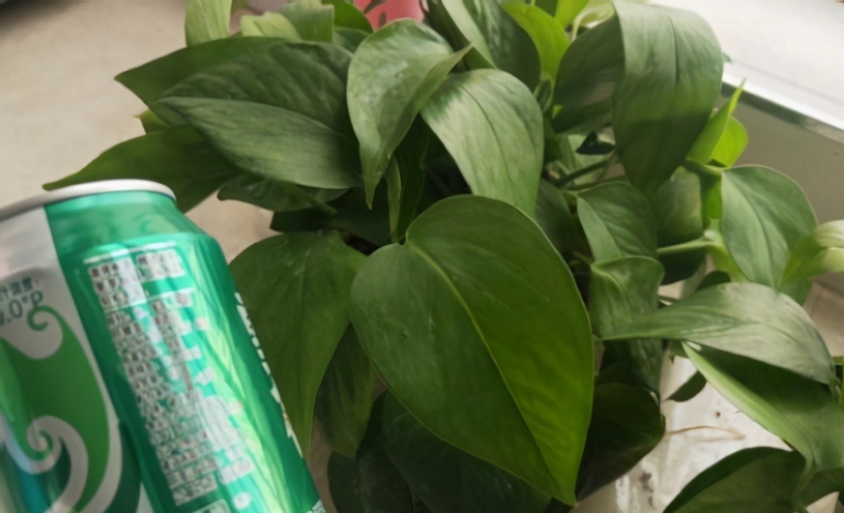 自制水肥需要注意什么,自制水肥氮肥过多怎么调节