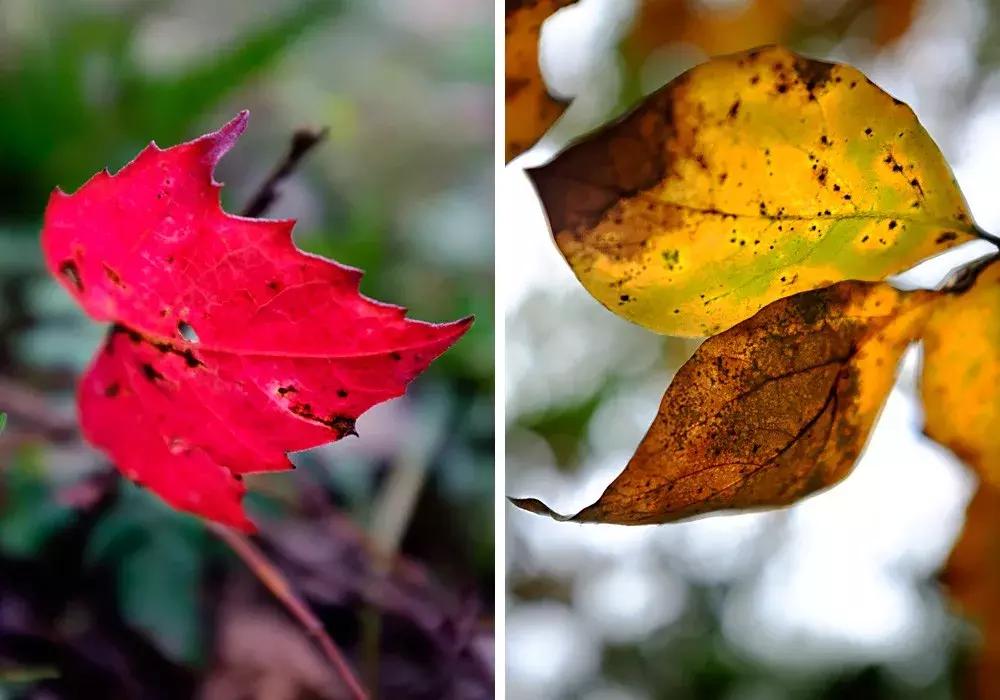 四渡赤水渡过金沙江,四渡赤水渡过大渡河
