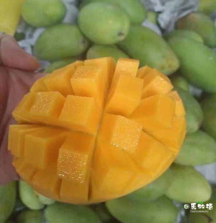 越南大青芒果批发价,越南大青芒果直播卖货第一名