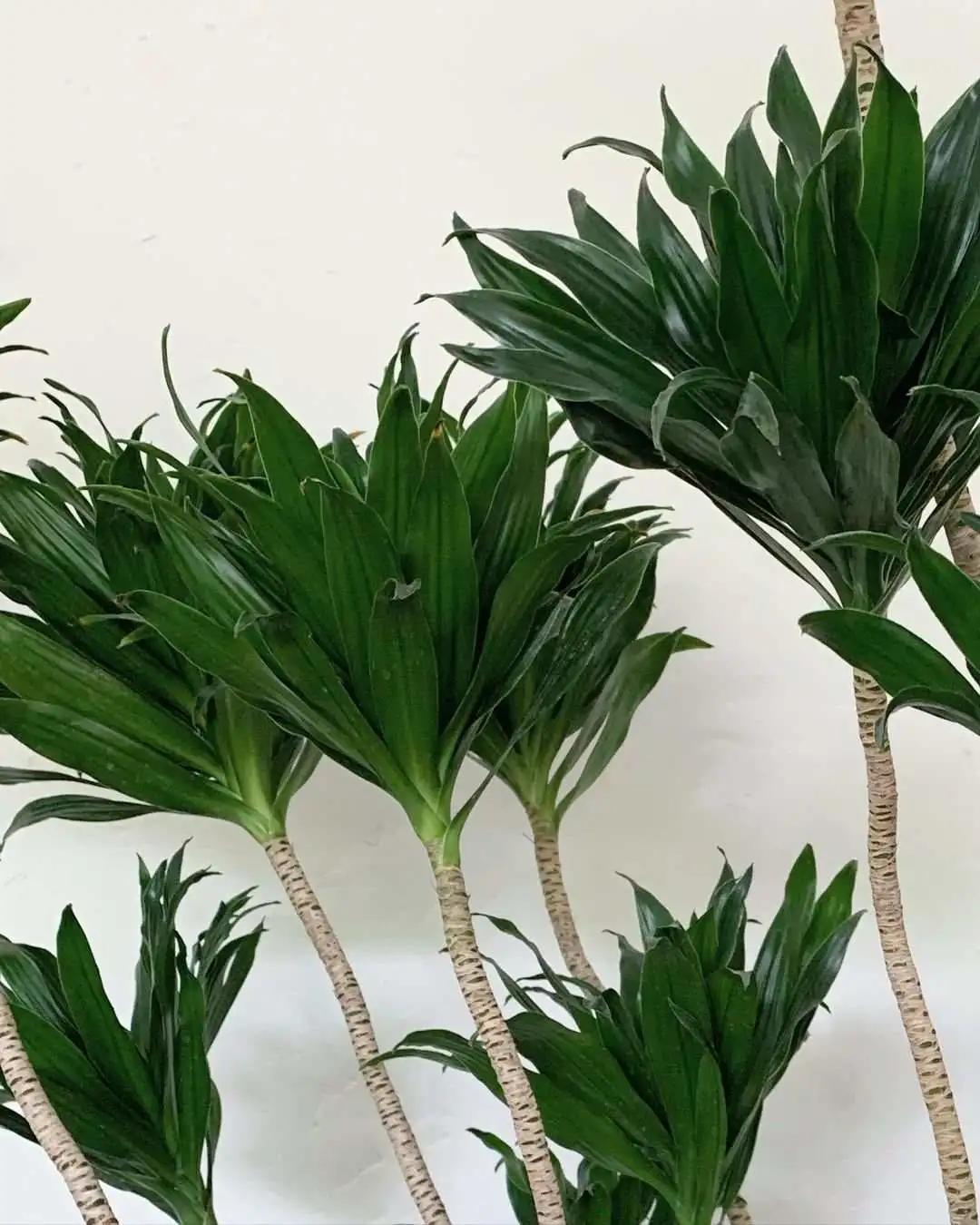 ins十大网红绿植,ins网红绿植大全