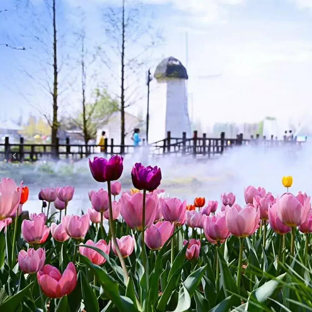 荷兰郁金香花海,不出北京游世界