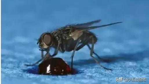 消灭苍蝇的办法是怎么做的,苍蝇太多怎么消灭最快最有效