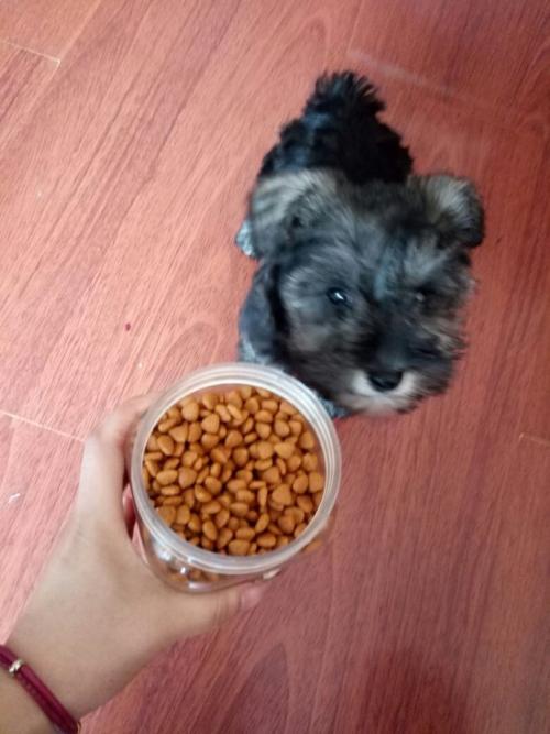 雪纳瑞为什么总感觉吃不饱,雪纳瑞为什么到了8个月就挑食