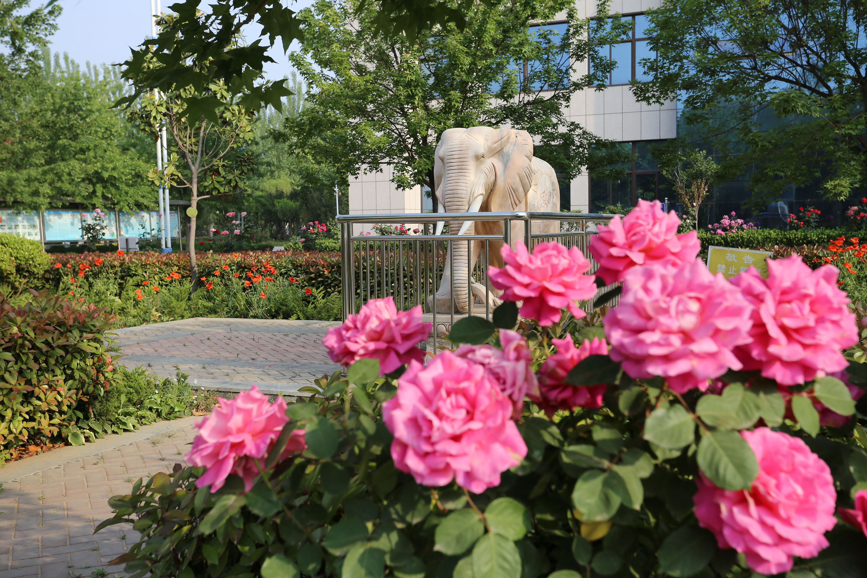 鲜花盛开的五月里满院馨香沁心扉—赵伟摄影、撰文