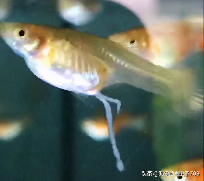 孔雀鱼怎么体内驱虫最有效,如何给孔雀鱼选择饲料