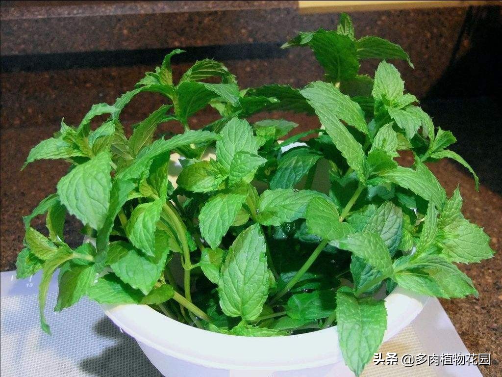 薄荷发黄老叶需要剪掉吗,薄荷容易黄叶掉叶怎么解决