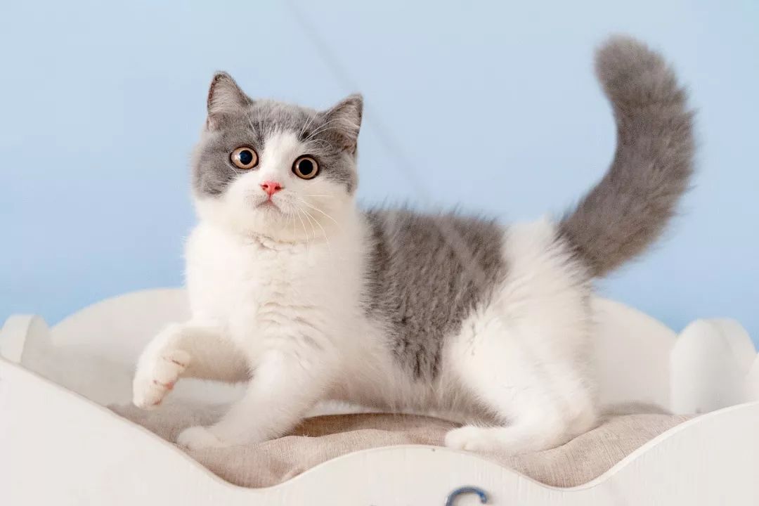 英短和英短矮脚猫的区别,梦到憨厚呆萌的大脸猫