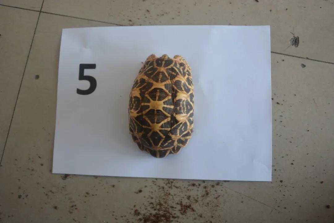 台州宠物龟被抓去哪里了,温岭宠物龟被抓