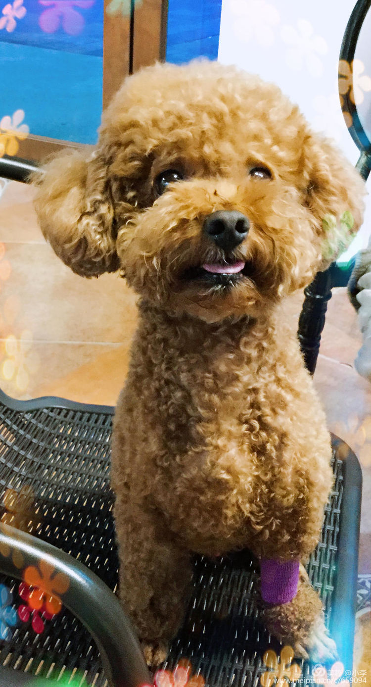 珠海宠物免费治疗,珠海哪里有宠物美容学校