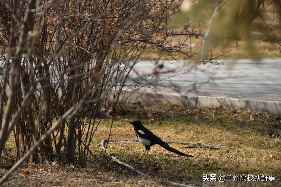原来你是这样的兰州财经大学~