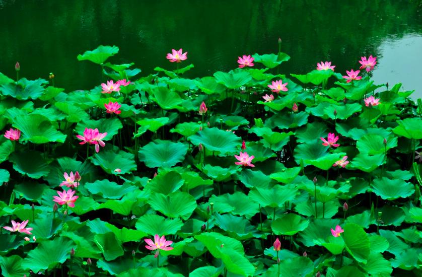 杨万里最经典的荷花一首诗,杨万里写的关于荷花的诗有哪些呢