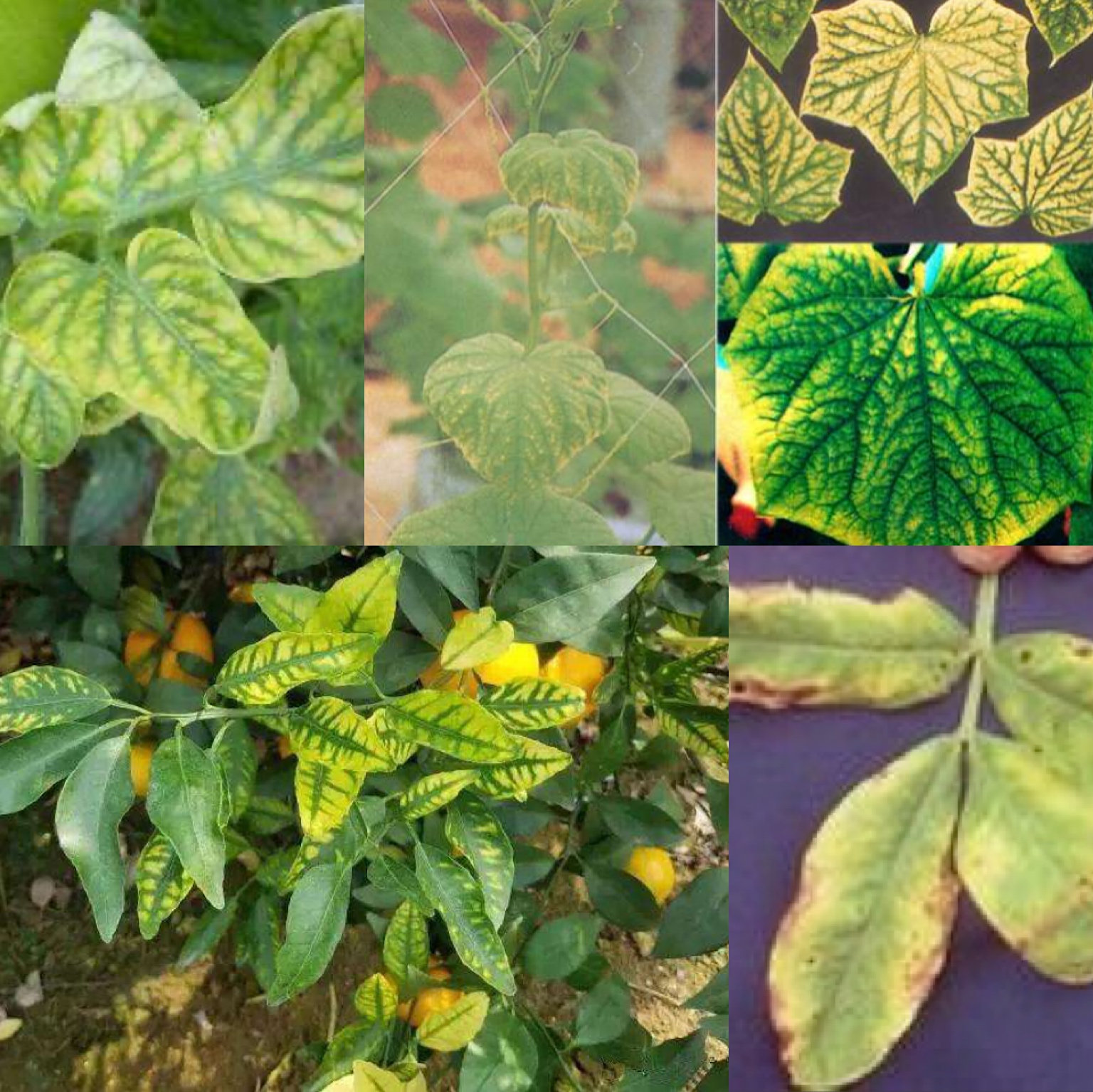 中量元素肥料与微量元素肥料区别,中量元素肥料哪个品种好