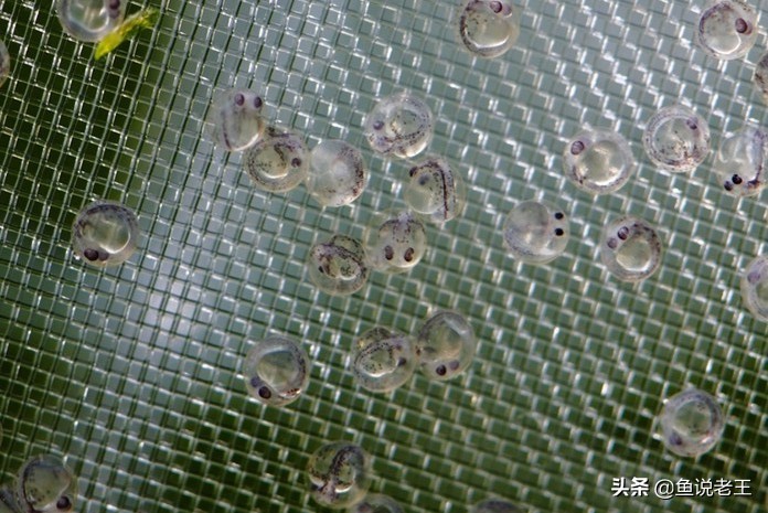 金鱼繁殖技术和饲养方法,兰寿金鱼繁殖几月份繁殖