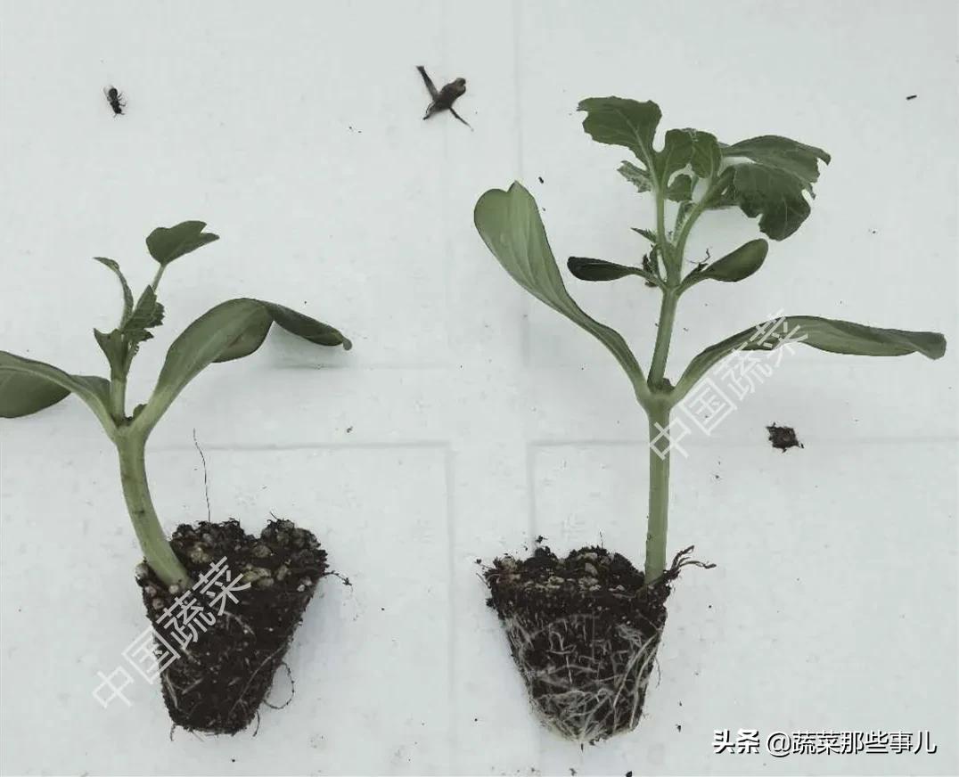 刚种的西瓜苗蔫了怎么回事,刚出土的西瓜苗发黄什么原因