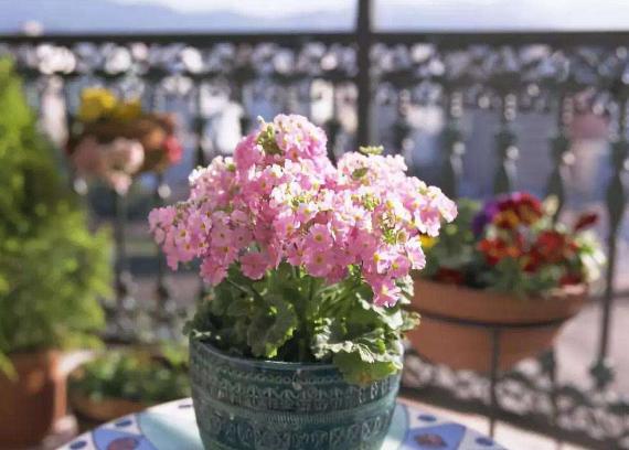 过期养花特效药怎么处理,这些药过期不要扔养花