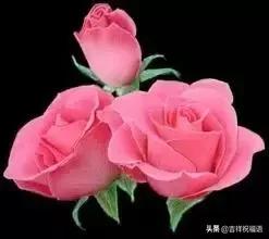 5201314，送你999玫瑰花，祝你爱情甜甜蜜蜜