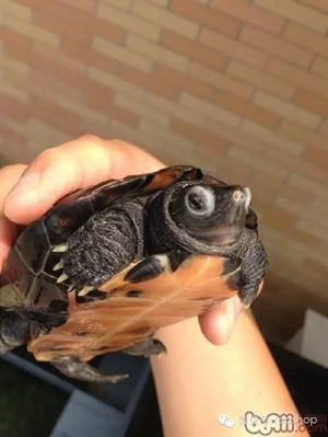 乌龟常见疾病与防治方法,乌龟常见疾病