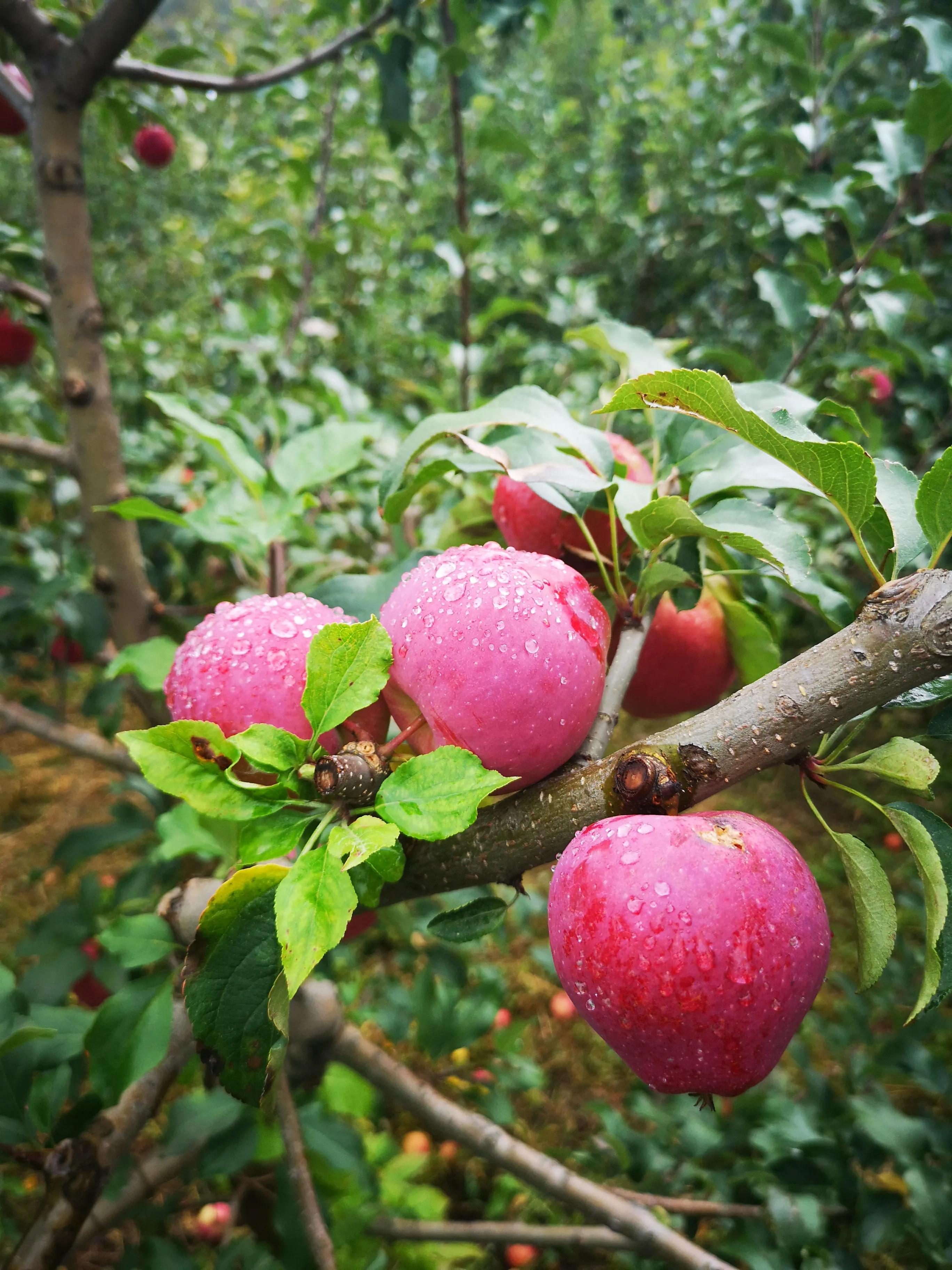 种植苹果农业技术推广,苹果果树新品种推广种植