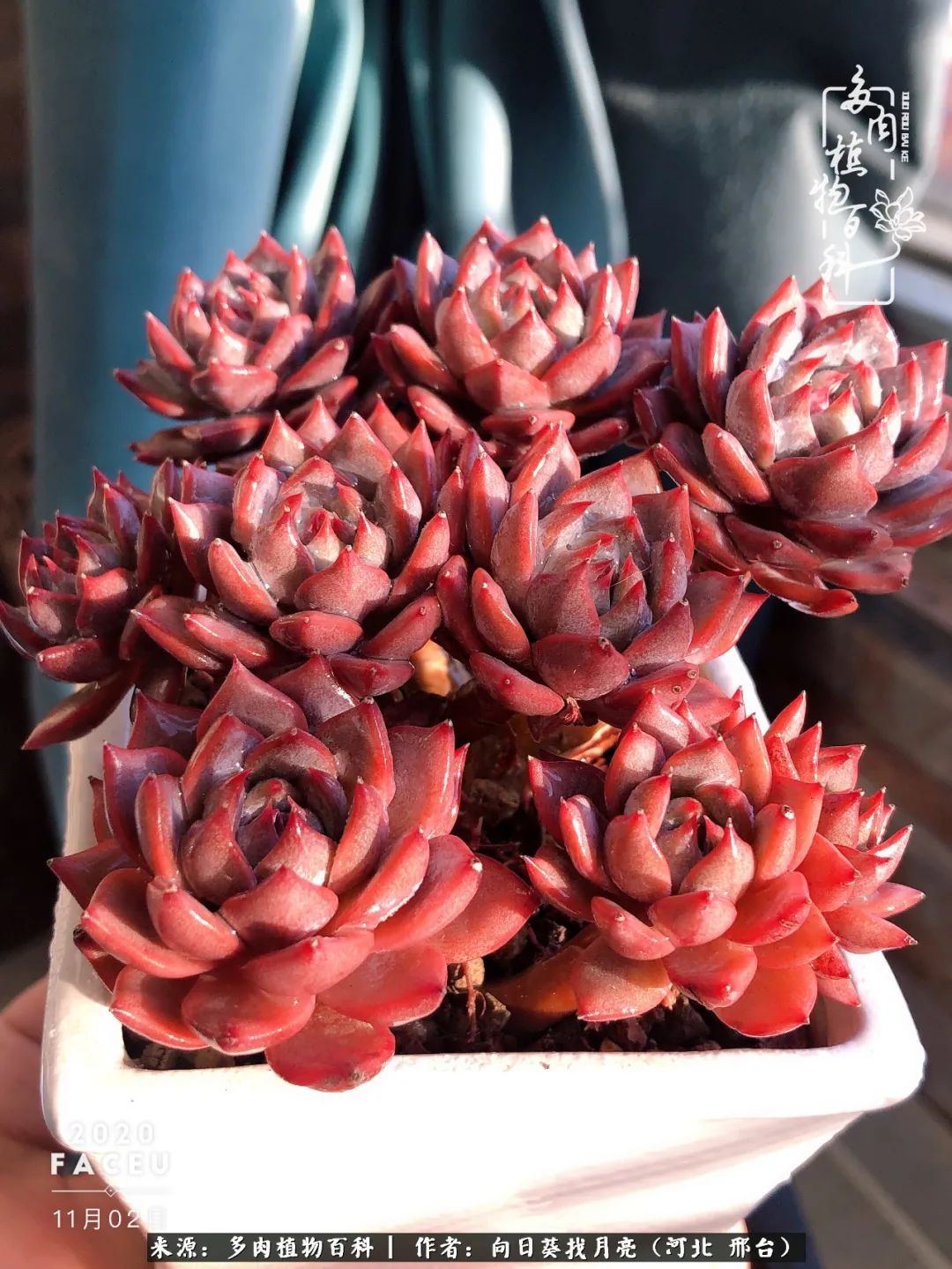 耐高温适合露养的多肉,冬日的露养多肉