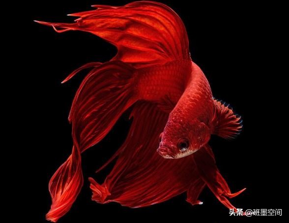 莆田许风武雕刻,许风武雕刻大师