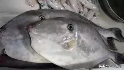 这种鱼经常用来做成美味烤鱼片,哪种鱼做烤鱼片最好吃