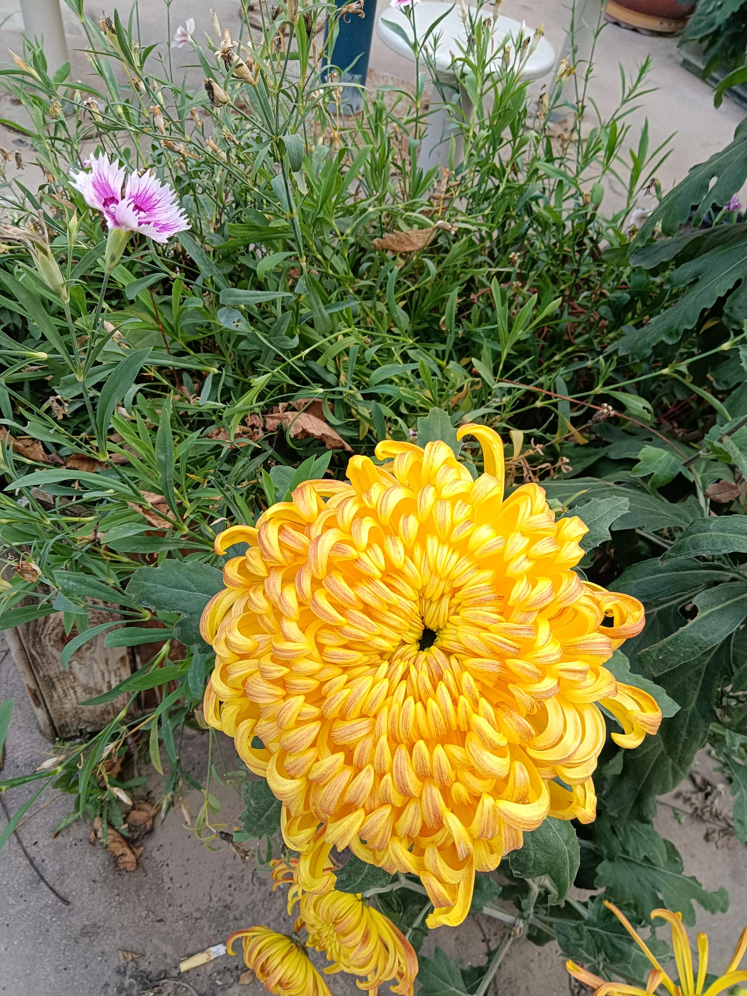 与成语司空见惯意义相同的成语,司空见惯这个成语出自