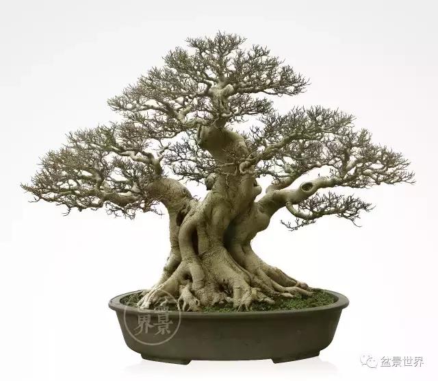 榕树悬崖式盆景欣赏,大师榕树盆景的精妙之作