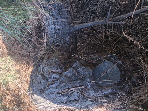 精品黑松盆景大全,精品黑松盆景欣赏