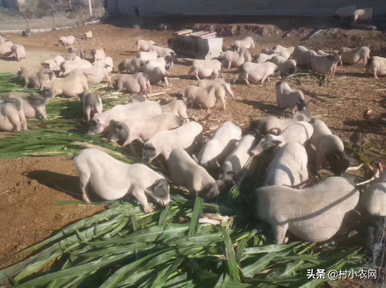 农村想种养什么项目可以挣钱,农村种植什么最赚钱500元小本创业