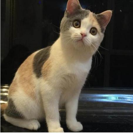 各个品种的英短,英短40种价格表