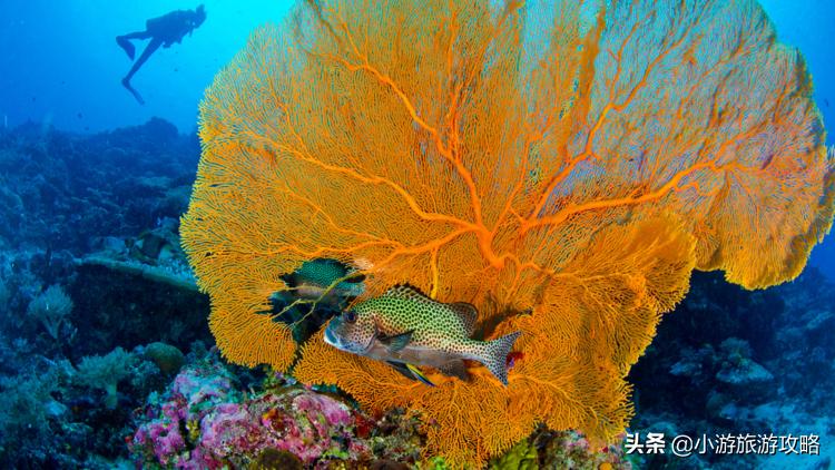 潜水小白必看,潜水圣地三天旅游攻略