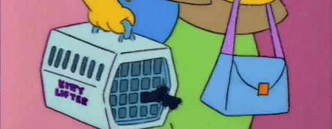 应该如何引导猫咪进航空箱,怎样让猫咪不害怕主人