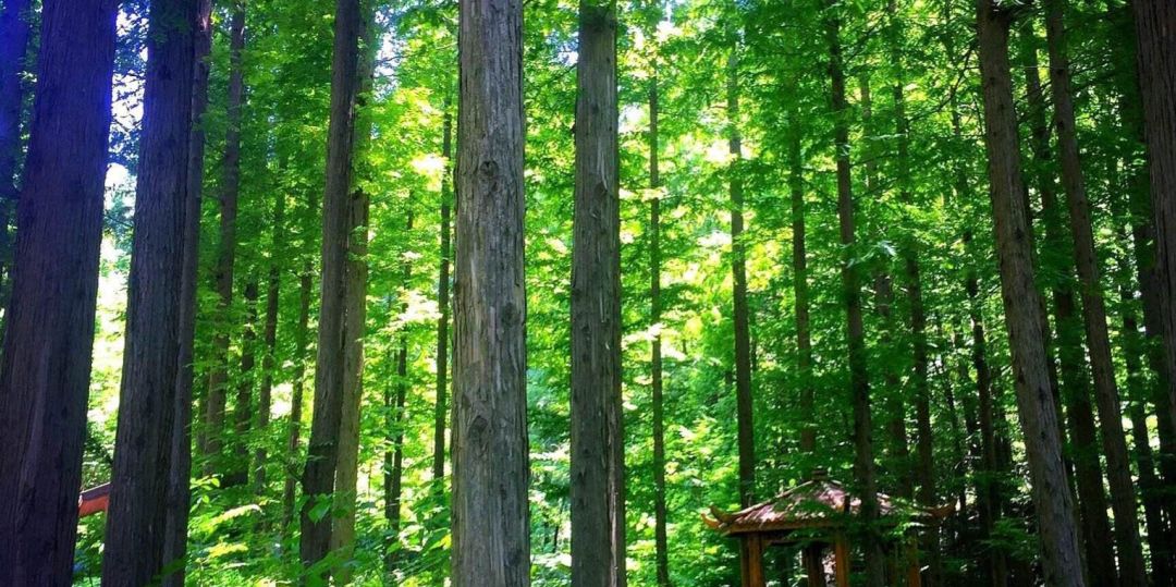 今夏值得买的衣服,今夏需要什么衣服