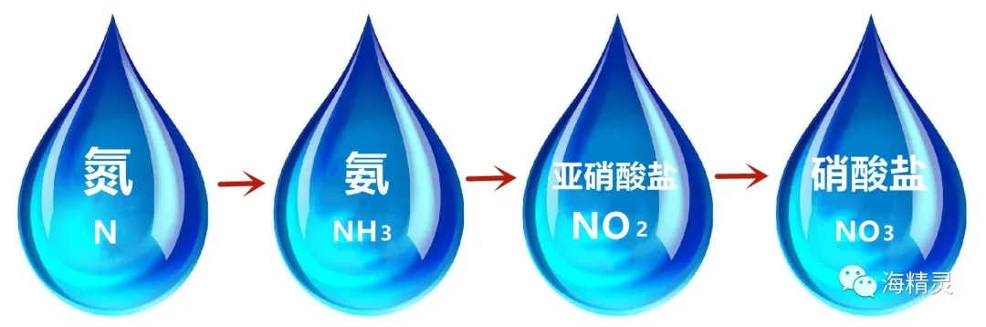 硝化细菌深入研究的九大误区,硝化细菌到底如何选择