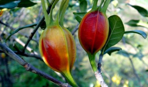 栀子花种子怎么种上就出芽了,栀子花从种子到开花生长过程