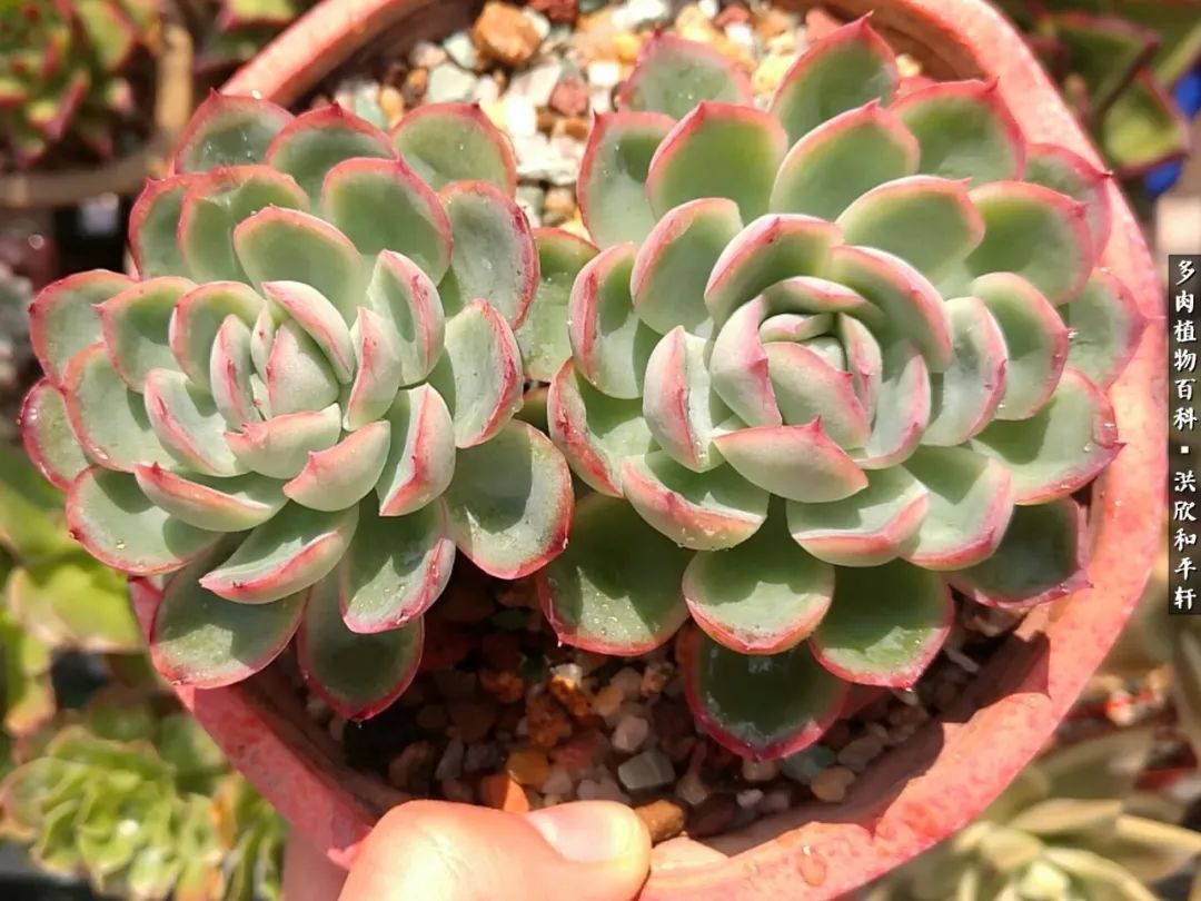 多肉的四季轮回,四季轮回多肉