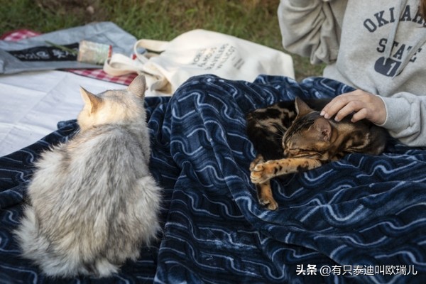 日式猫咪咖啡馆,日本东京猫咪咖啡厅